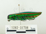 中文名:彩虹吉丁蟲(1282-31798)學名:Chrysochroa fulgidissima (Schongerr, 1817)(1282-31798)中文別名:彩豔吉丁蟲