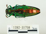中文名:彩虹吉丁蟲(1282-31798)學名:Chrysochroa fulgidissima (Schongerr, 1817)(1282-31798)中文別名:彩豔吉丁蟲