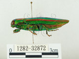 中文名:彩虹吉丁蟲(1282-32872)學名:Chrysochroa fulgidissima (Schongerr, 1817)(1282-32872)中文別名:彩豔吉丁蟲