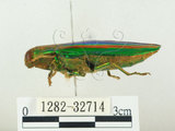 中文名:彩虹吉丁蟲(1282-32714)學名:Chrysochroa fulgidissima (Schongerr, 1817)(1282-32714)中文別名:彩豔吉丁蟲