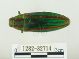 中文名:彩虹吉丁蟲(1282-32714)學名:Chrysochroa fulgidissima (Schongerr, 1817)(1282-32714)中文別名:彩豔吉丁蟲