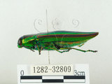 中文名:彩虹吉丁蟲(1282-32809)學名:Chrysochroa fulgidissima (Schongerr, 1817)(1282-32809)中文別名:彩豔吉丁蟲