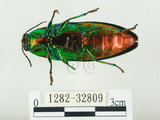 中文名:彩虹吉丁蟲(1282-32809)學名:Chrysochroa fulgidissima (Schongerr, 1817)(1282-32809)中文別名:彩豔吉丁蟲