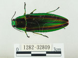 中文名:彩虹吉丁蟲(1282-32809)學名:Chrysochroa fulgidissima (Schongerr, 1817)(1282-32809)中文別名:彩豔吉丁蟲