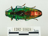 中文名:彩虹吉丁蟲(1282-31624)學名:Chrysochroa fulgidissima (Schongerr, 1817)(1282-31624)中文別名:彩豔吉丁蟲
