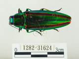 中文名:彩虹吉丁蟲(1282-31624)學名:Chrysochroa fulgidissima (Schongerr, 1817)(1282-31624)中文別名:彩豔吉丁蟲