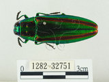 中文名:彩虹吉丁蟲(1282-32751)學名:Chrysochroa fulgidissima (Schongerr, 1817)(1282-32751)中文別名:彩豔吉丁蟲