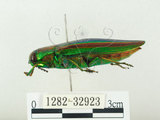 中文名:彩虹吉丁蟲(1282-32923)學名:Chrysochroa fulgidissima (Schongerr, 1817)(1282-32923)中文別名:彩豔吉丁蟲