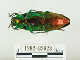 中文名:彩虹吉丁蟲(1282-32923)學名:Chrysochroa fulgidissima (Schongerr, 1817)(1282-32923)中文別名:彩豔吉丁蟲