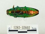 中文名:彩虹吉丁蟲(1282-32602)學名:Chrysochroa fulgidissima (Schongerr, 1817)(1282-32602)中文別名:彩豔吉丁蟲