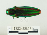 中文名:彩虹吉丁蟲(1282-32602)學名:Chrysochroa fulgidissima (Schongerr, 1817)(1282-32602)中文別名:彩豔吉丁蟲