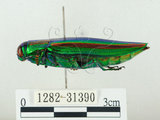 中文名:彩虹吉丁蟲(1282-31390)學名:Chrysochroa fulgidissima (Schongerr, 1817)(1282-31390)中文別名:彩豔吉丁蟲