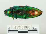 中文名:彩虹吉丁蟲(1282-31390)學名:Chrysochroa fulgidissima (Schongerr, 1817)(1282-31390)中文別名:彩豔吉丁蟲