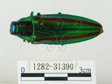 中文名:彩虹吉丁蟲(1282-31390)學名:Chrysochroa fulgidissima (Schongerr, 1817)(1282-31390)中文別名:彩豔吉丁蟲