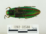 中文名:彩虹吉丁蟲(1282-32580)學名:Chrysochroa fulgidissima (Schongerr, 1817)(1282-32580)中文別名:彩豔吉丁蟲