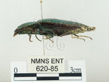 中文名:大青叩頭蟲(620-85)學名:Campsosternus auratus (Drury, 1773)(620-85)