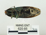 中文名:大青叩頭蟲(620-85)學名:Campsosternus auratus (Drury, 1773)(620-85)