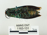 中文名:大青叩頭蟲(1163-131)學名:Campsosternus auratus (Drury, 1773)(1163-131)