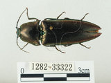 中文名:大青叩頭蟲(1282-33322)學名:Campsosternus auratus (Drury, 1773)(1282-33322)