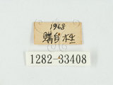 中文名:大青叩頭蟲(1282-334...