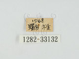 中文名:大青叩頭蟲(1282-331...