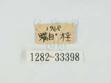 中文名:大青叩頭蟲(1282-333...