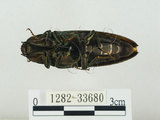 中文名:大青叩頭蟲(1282-33680)學名:Campsosternus auratus (Drury, 1773)(1282-33680)