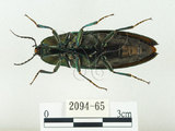 中文名:大青叩頭蟲(2094-65)學名:Campsosternus auratus (Drury, 1773)(2094-65)