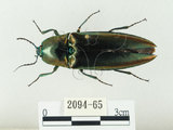 中文名:大青叩頭蟲(2094-65)學名:Campsosternus auratus (Drury, 1773)(2094-65)