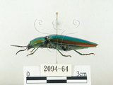 中文名:大青叩頭蟲(2094-64)學名:Campsosternus auratus (Drury, 1773)(2094-64)
