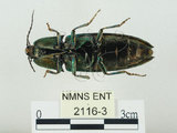 中文名:大青叩頭蟲(2116-3)學名:Campsosternus auratus (Drury, 1773)(2116-3)