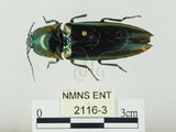 中文名:大青叩頭蟲(2116-3)學名:Campsosternus auratus (Drury, 1773)(2116-3)