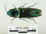 中文名:大青叩頭蟲(2374-1054)學名:Campsosternus auratus (Drury, 1773)(2374-1054)