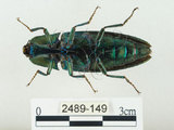 中文名:大青叩頭蟲(2489-149)學名:Campsosternus auratus (Drury, 1773)(2489-149)