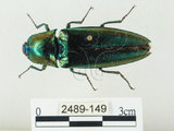 中文名:大青叩頭蟲(2489-149)學名:Campsosternus auratus (Drury, 1773)(2489-149)