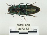 中文名:大青叩頭蟲(3872-12)學名:Campsosternus auratus (Drury, 1773)(3872-12)