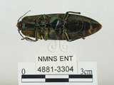 中文名:大青叩頭蟲(4881-3304)學名:Campsosternus auratus (Drury, 1773)(4881-3304)