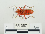 中文名:頸紅椿(65-357)學名:Antilochus coquebertii (Fabricius, 1803)(65-357)中文別名:頸紅蝽