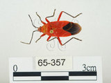 中文名:頸紅椿(65-357)學名:Antilochus coquebertii (Fabricius, 1803)(65-357)中文別名:頸紅蝽