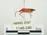 中文名:離斑棉紅蝽(1148-246)學名:Dysdercus cingulatus cingulatus (Fabricius, 1775)(1148-246)中文別名:赤星椿象