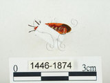 中文名:離斑棉紅蝽(1446-1874)學名:Dysdercus cingulatus cingulatus (Fabricius, 1775)(1446-1874)中文別名:赤星椿象