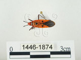 中文名:離斑棉紅蝽(1446-1874)學名:Dysdercus cingulatus cingulatus (Fabricius, 1775)(1446-1874)中文別名:赤星椿象