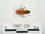 中文名:離斑棉紅蝽(2007-228)學名:Dysdercus cingulatus cingulatus (Fabricius, 1775)(2007-228)中文別名:赤星椿象
