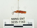 中文名:離斑棉紅蝽(3235-1143)學名:Dysdercus cingulatus cingulatus (Fabricius, 1775)(3235-1143)中文別名:赤星椿象