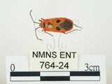 中文名:東方直紅蝽(764-24)學名:Pyrrhopeplus carduelis (Stål, 1863)(764-24)