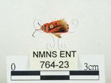 中文名:東方直紅蝽(764-23)學名:Pyrrhopeplus carduelis (Stål, 1863)(764-23)