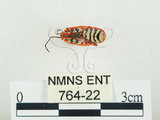 中文名:東方直紅蝽(764-22)學名:Pyrrhopeplus carduelis (Stål, 1863)(764-22)