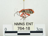 中文名:東方直紅蝽(764-18)學名:Pyrrhopeplus carduelis (Stål, 1863)(764-18)