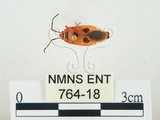 中文名:東方直紅蝽(764-18)學名:Pyrrhopeplus carduelis (Stål, 1863)(764-18)