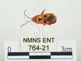 中文名:東方直紅蝽(764-21)學名:Pyrrhopeplus carduelis (Stål, 1863)(764-21)